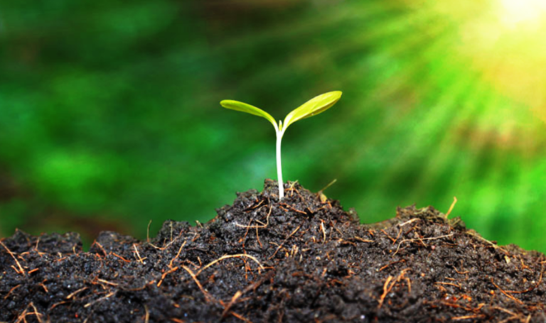 How Organic Farming Fights Climate Change by Sequestering Soil Carbon