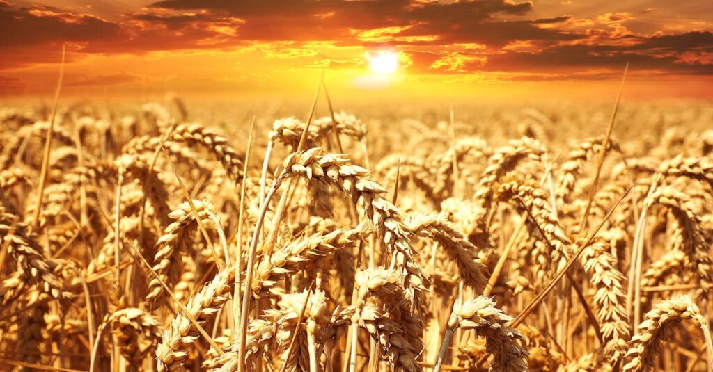 A stunning wheat field basking under a vibrant sunrise, showcasing agriculture's beauty.