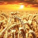 A stunning wheat field basking under a vibrant sunrise, showcasing agriculture's beauty.