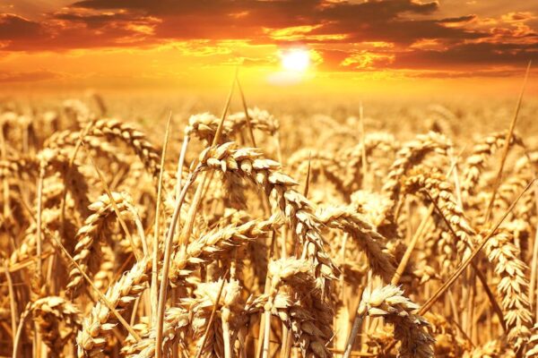 A stunning wheat field basking under a vibrant sunrise, showcasing agriculture's beauty.